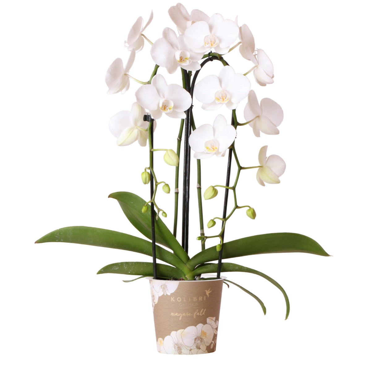 Kolibri Orchids | weiße Phalaenopsis-Orchidee - Niagara Fall - Topfgröße Ø12cm | blühende Zimmerpflanze - frisch vom Züchter