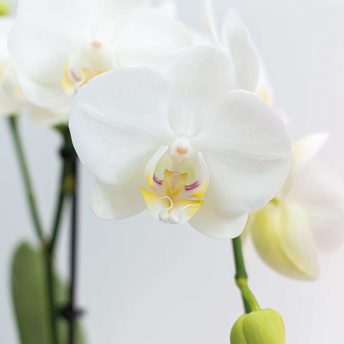 2 Blanca im Ø9cm Topf