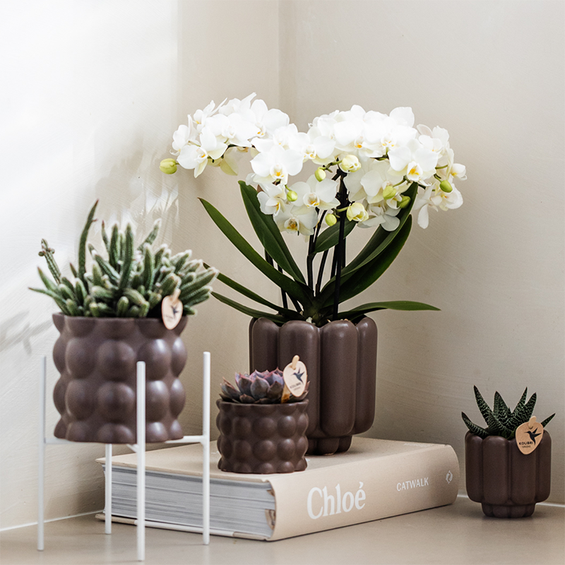 Kolibri Orchids | Weiße Phalaenopsis-Orchidee Topfgröße Ø9cm | Zürich | Blühende Zimmerpflanze – Frisch vom Züchter