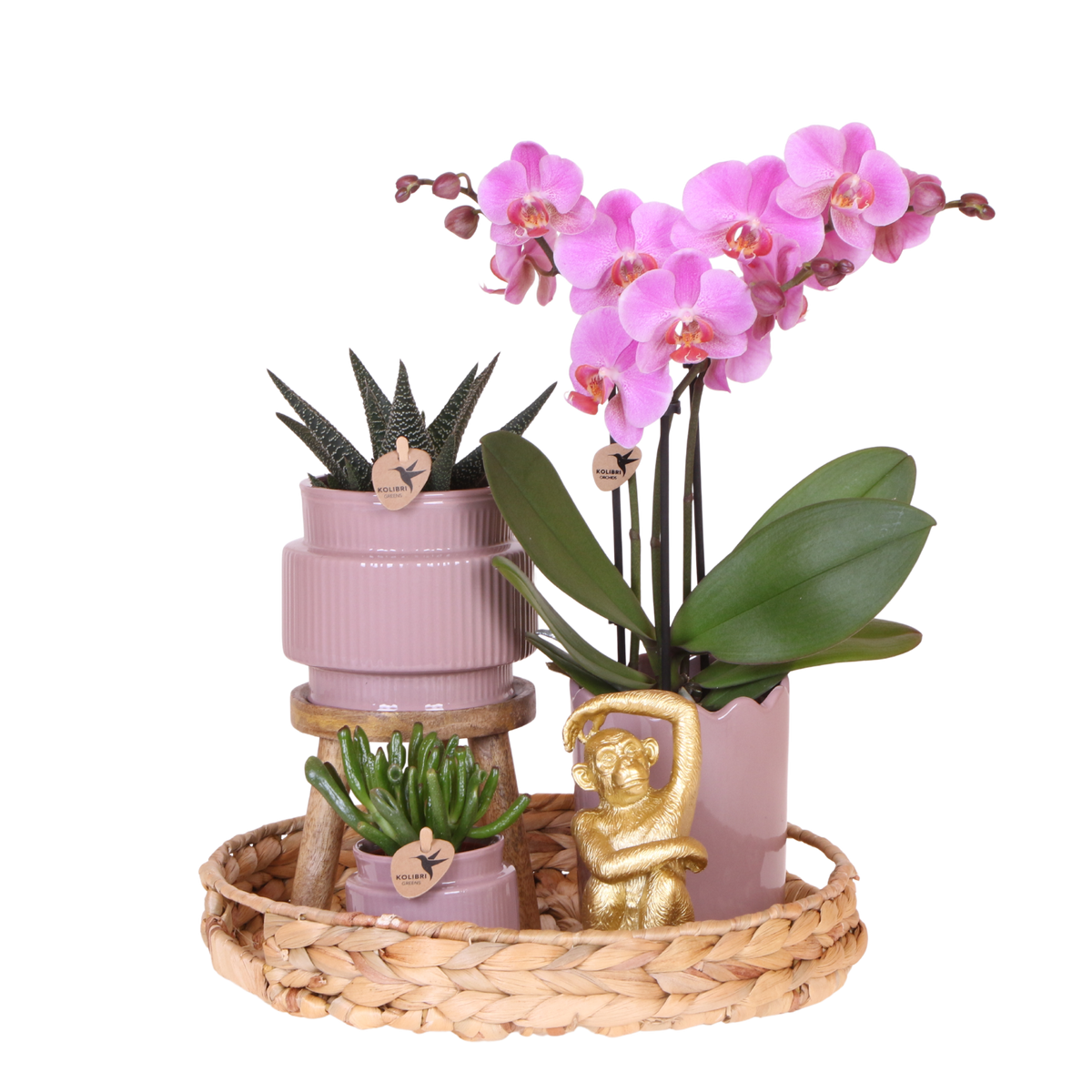 Kolibri Orchids | Geschenkset Desert Summer Lila - Rosa-Violette Phalaenopsis Orchidee Mineral Frederikstad & Sukkulenten