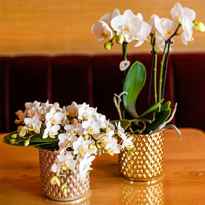 Kolibri Orchids | Kombi-Angebot - 2 Weiße Phalaenopsis Orchideen Botanic Nazare - Ø9 cm