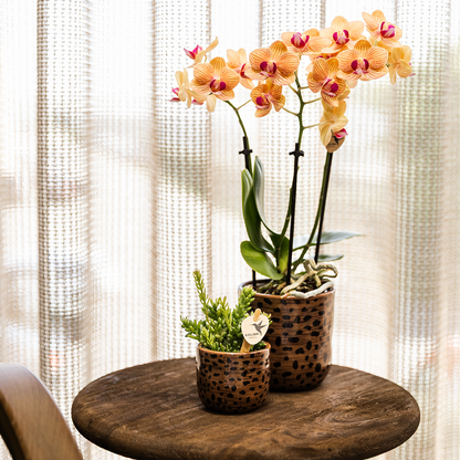 Kolibri Home | Leoparden-Ziertopf - Ø6cm
