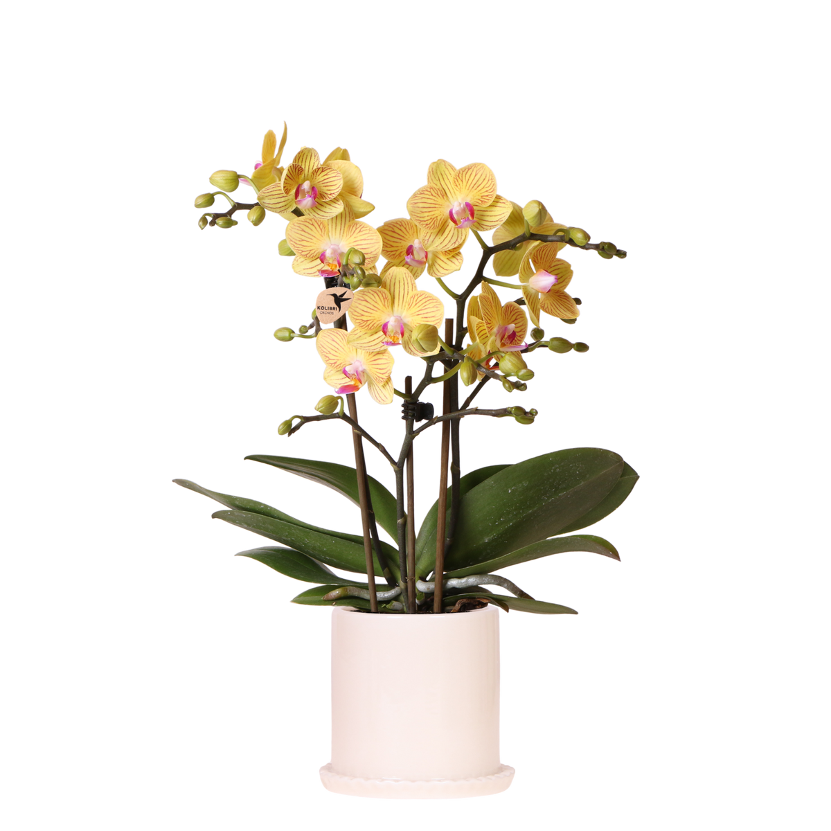 Kolibri Orchids | Gelbe Phalaenopsis Orchidee - Blossom Lima im Melody Übertopf - Ø9 cm