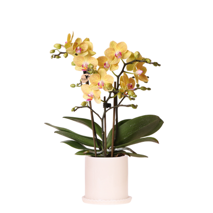 Kolibri Orchids | Gelbe Phalaenopsis Orchidee - Blossom Lima im Melody Übertopf - Ø9 cm