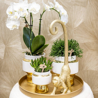 Kolibri Home | Le Chic Übertopf - Gold - Ø9cm