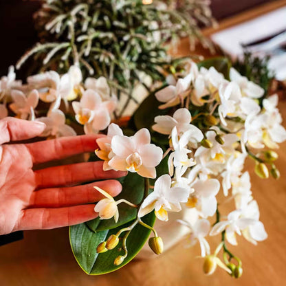 Kolibri Orchids | Weißes Jungle Bouquet Botanic Nazare in Oyster Dish