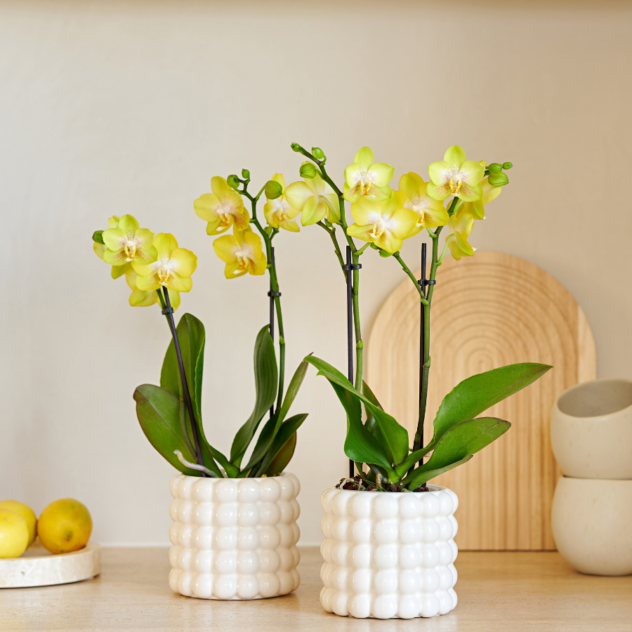 Set Solea Poppy White