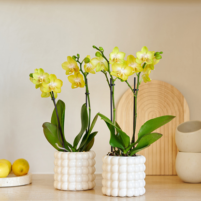 Set Solea Poppy White