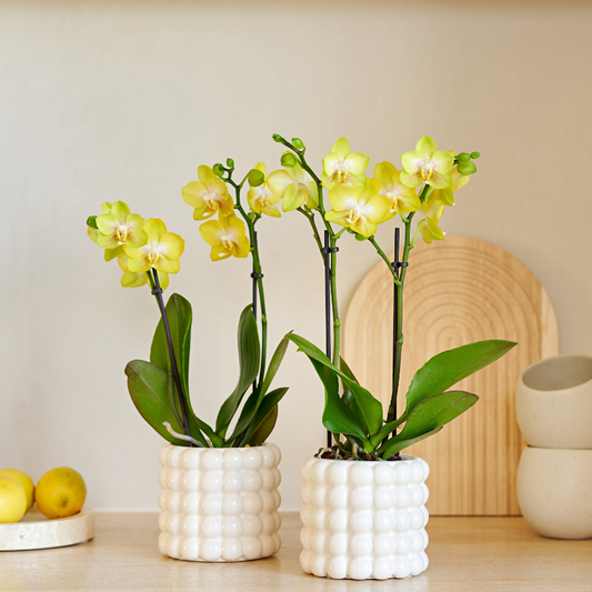 Set Solea Poppy White