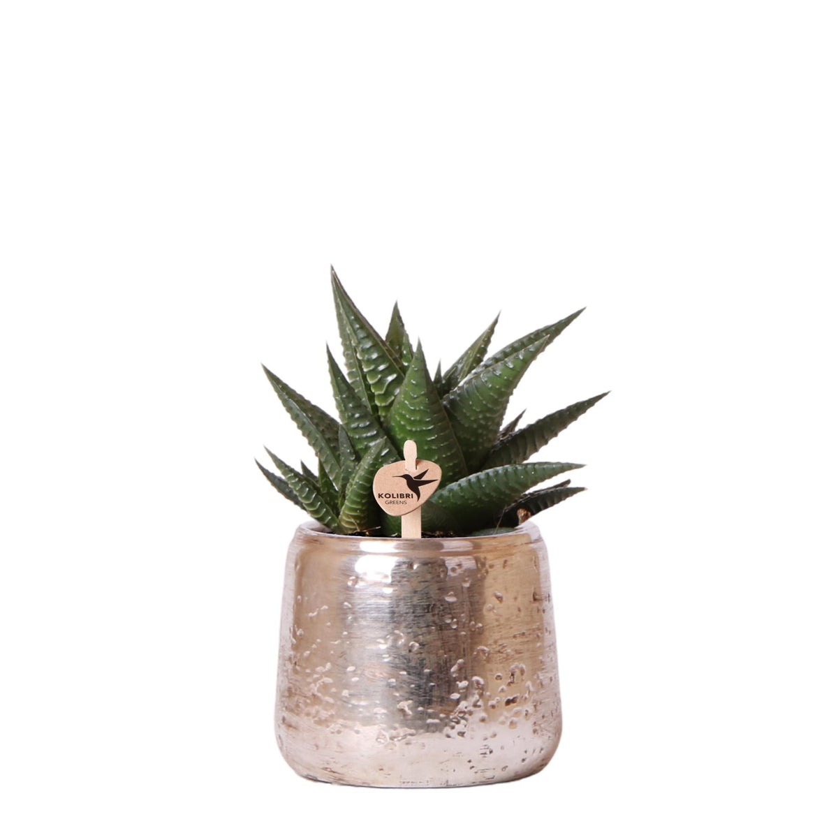 Kolibri Greens | Grünpflanze - Sukkulente Haworthia Limifolia im Luxustopf silber - Topfgröße Ø9cm - grüne Zimmerpflanze - frisch vom Züchter