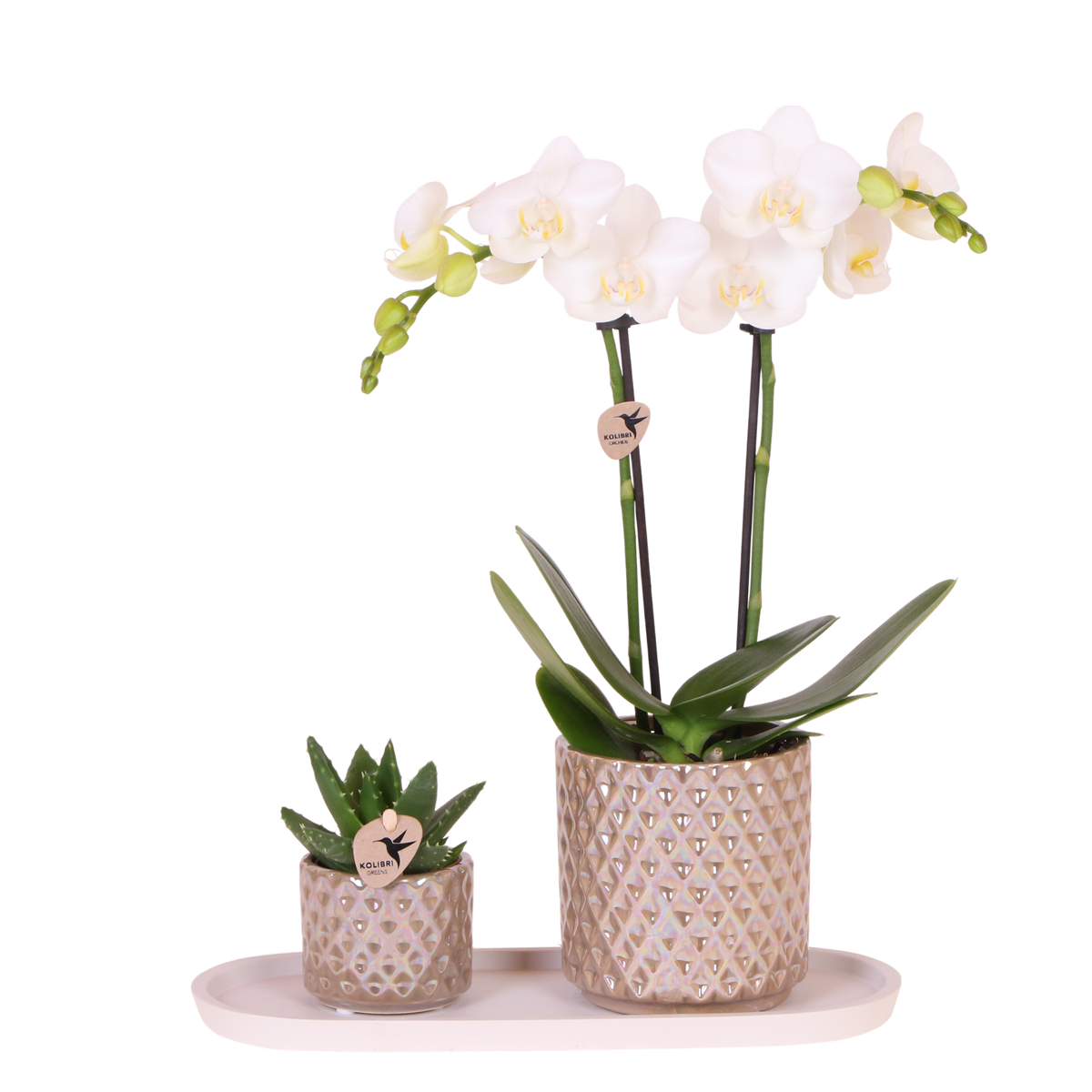 Kolibri Orchids | Geschenkset Diamond Pearl Sand - Weiße Phalaenopsis Orchidee Mineral Amabilis & Sukkulente