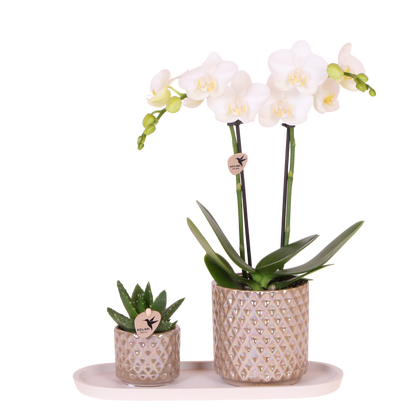 Kolibri Orchids | Geschenkset Diamond Pearl Sand - Weiße Phalaenopsis Orchidee Mineral Amabilis & Sukkulente