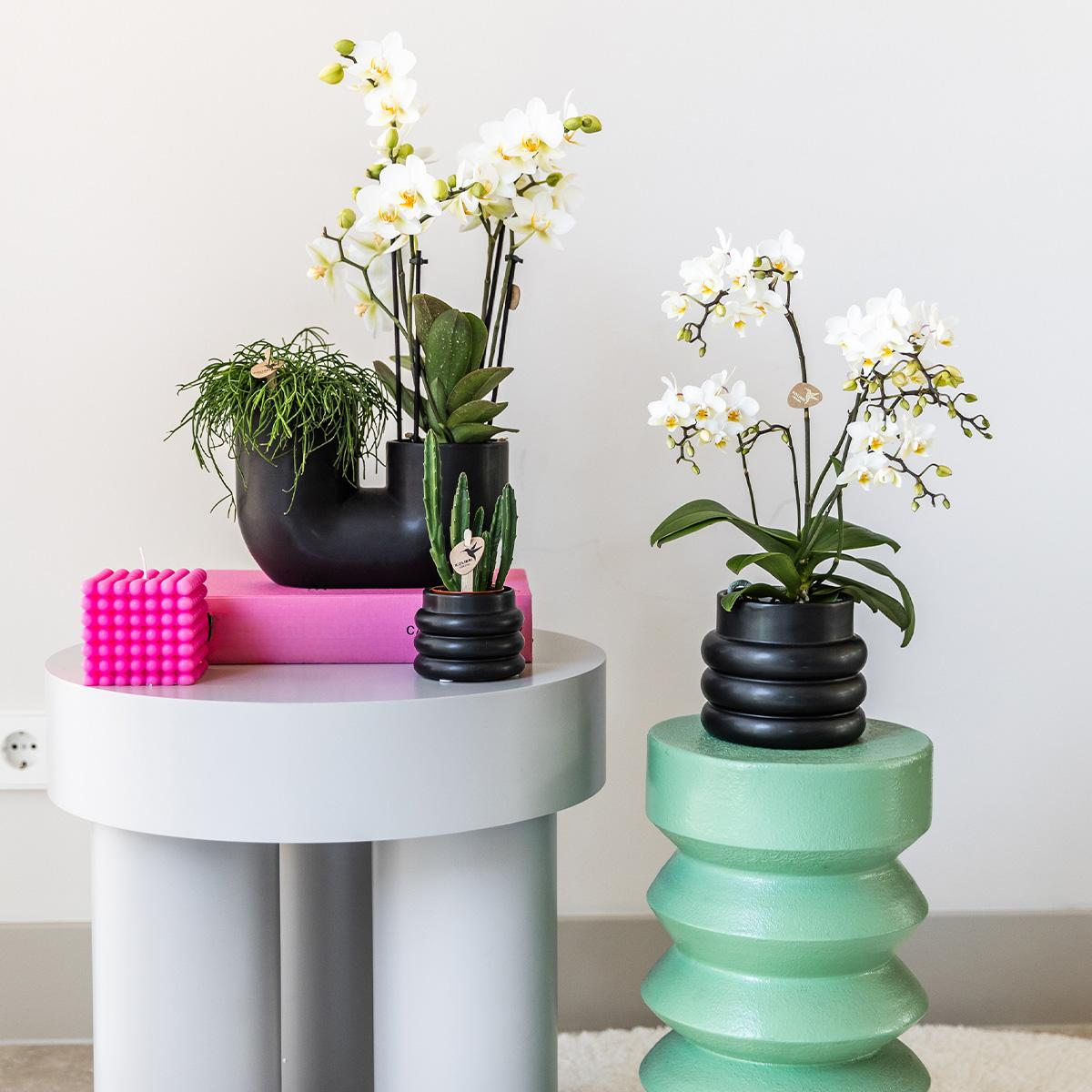 Kolibri Orchids | Weiße Phalaenopsis-Orchidee - Lausanne + Blumentopf schwarz- Topfgröße Ø9cm | blühende Zimmerpflanze - frisch vom Züchter