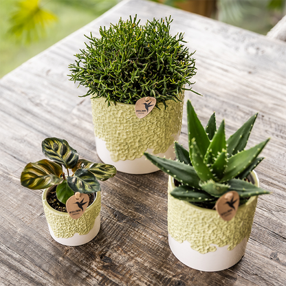 Kombi‑Deal | Bloom Grün Übertopf‑Set
