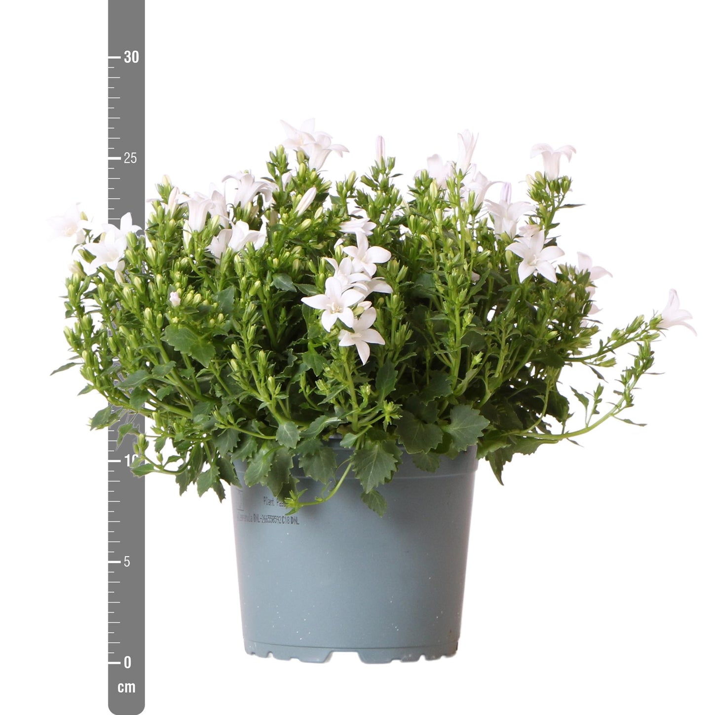 Campanula Addenda - Glockenblume lila Topfgröße 12cm - mehrjährig - winterhart - White