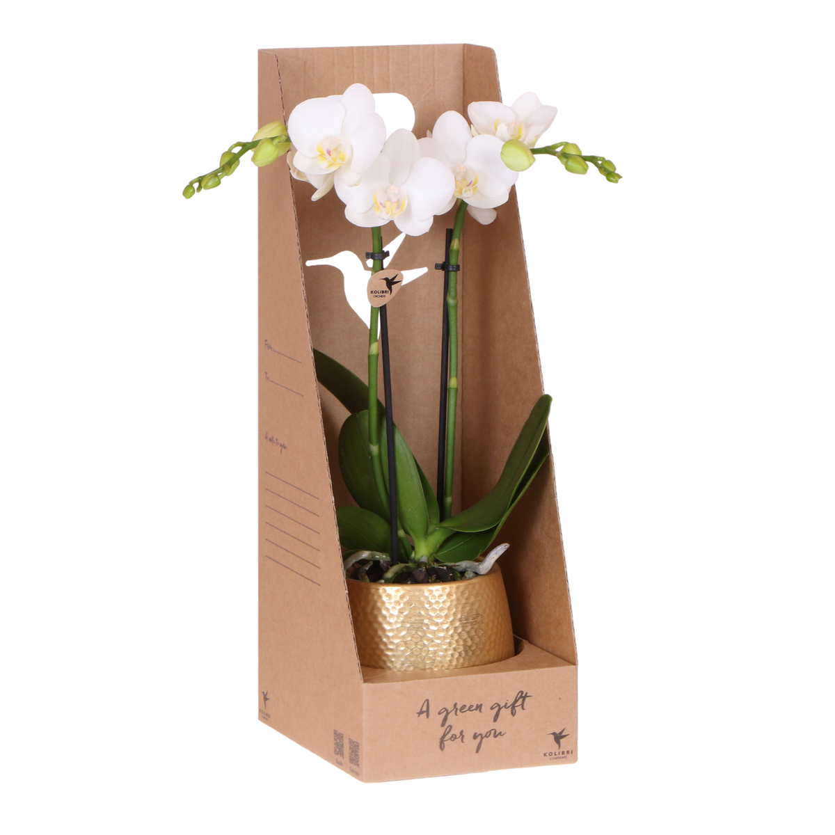 Kolibri Orchids | Weiße Phalaenopsis Orchidee - Mineral Amabilis im Elite Übertopf Gold mit Geschenkbox - Ø9 cm