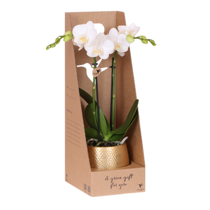 Kolibri Orchids | Weiße Phalaenopsis Orchidee - Mineral Amabilis im Elite Übertopf Gold mit Geschenkbox - Ø9 cm