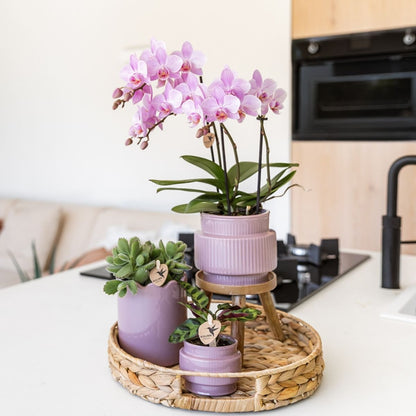 Kolibri Orchids | Kombi-Angebot - 2 Rosa Phalaenopsis Orchideen Mineral Chamberry - Ø9 cm
