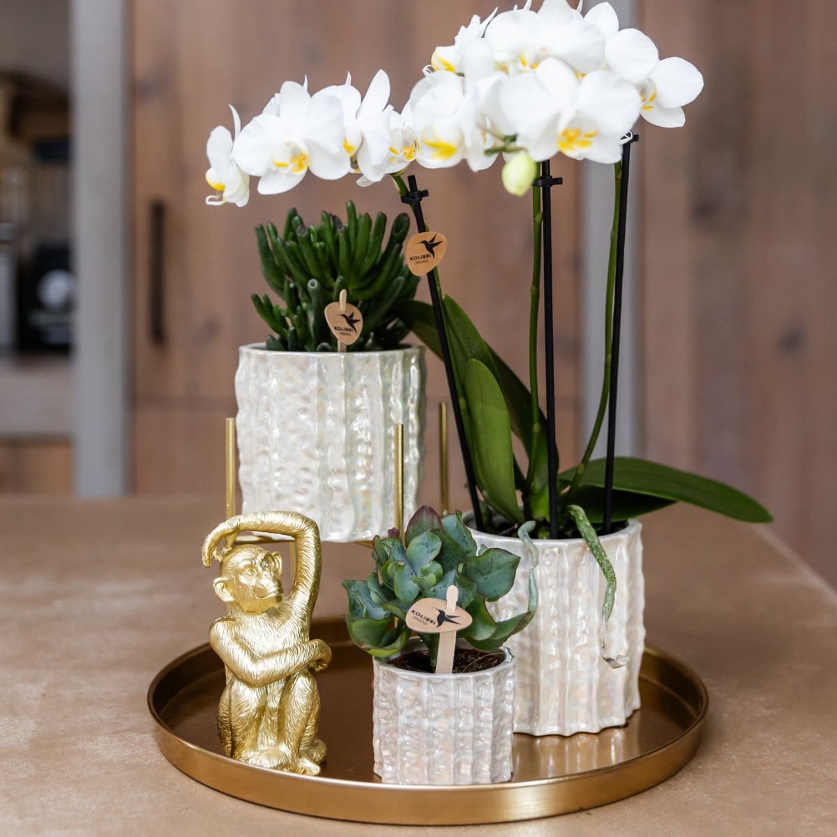 Kolibri Orchids | Geschenkset Oyster - Weiße Phalaenopsis Orchidee Mineral Gibraltar & Sukkulenten