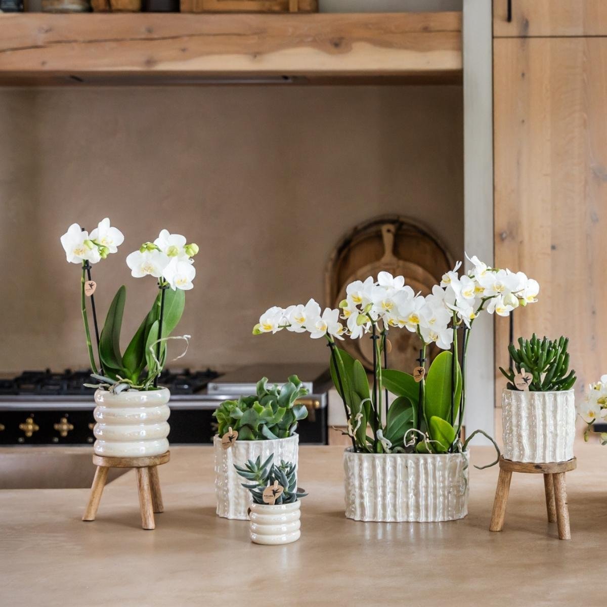 Kolibri Home | Oyster Twin Übertopf - Ø18 cm
