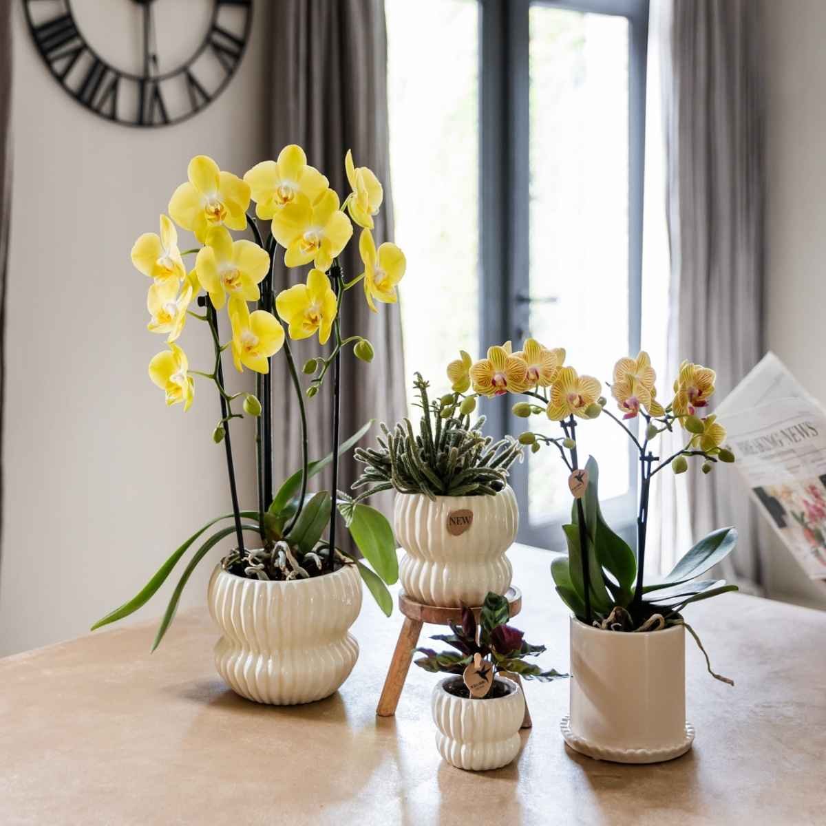 Kolibri Home | Horizon Übertopf - Weiß - ∅12cm