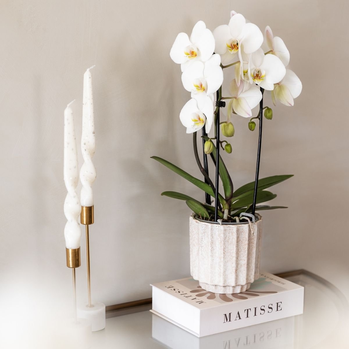 Kolibri Orchids | Kombi-Angebot - 2 Weiße Phalaenopsis Orchideen Niagara Fall White - Ø12 cm