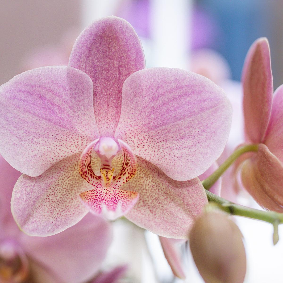Überraschungsbox 12 cm - Vorteilsbox mit 4 Orchideen