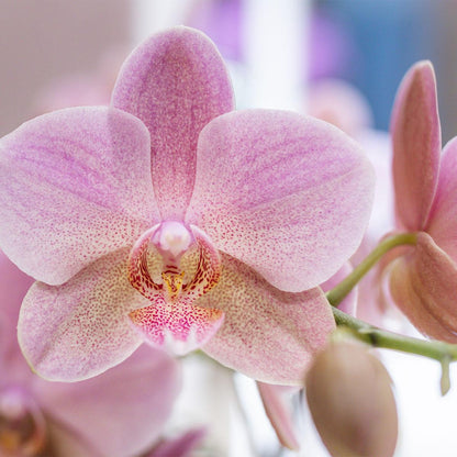 Überraschungsbox 12 cm - Vorteilsbox mit 4 Orchideen