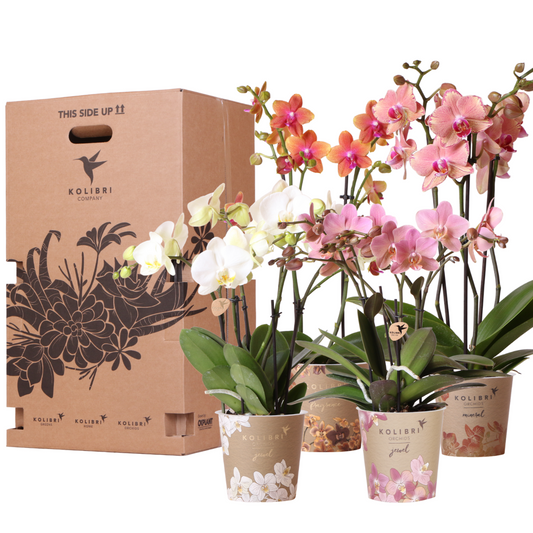 Überraschungsbox 12 cm - Vorteilsbox mit 4 Orchideen